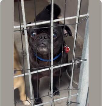 Pepper CA -  Pug Dog for Adoption in Hillside, Illinois - Pepper CA | PetCurious
