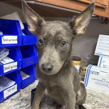 Larry-100802U -  Shepherd and Mixed Breed Dog for Adoption in Tupelo, Mississippi - Larry-100802U | PetCurious