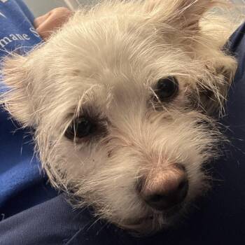 Michealada - Bonded with Paloma -  Mixed Breed Dog for Adoption in Naperville, Illinois - Michealada - Bonded With Paloma | PetCurious