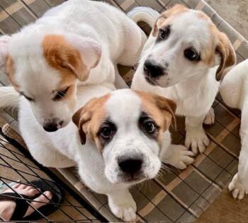 Scarlett -  Great Pyrenees Dog Available for Adoption in Leander, Texas - Scarlett | PetCurious