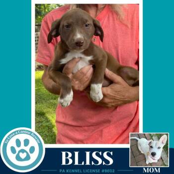 Labrador Retriever Dogs Available for Adoption in Kimberton, Pennsylvania - Bliss (Bonny