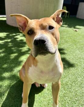 KANGAROO JACK -  Pit Bull Terrier Dog for Adoption in San Francisco, California - KANGAROO JACK | PetCurious