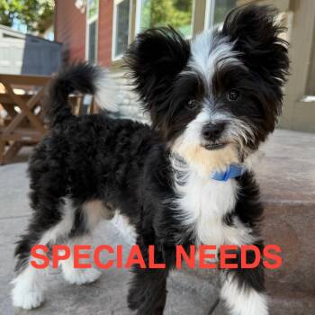 979 (2025) Luigi -  Pomeranian and Miniature Poodle Dog for Adoption in Parker, Colorado - 979 (2025) Luigi | PetCurious
