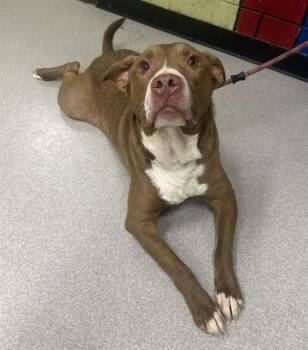 Pointer and Labrador Retriever Dogs Available for Adoption - BOSTON | PetCurious