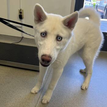 Husky Dogs Available for Adoption in Nashville, Tennessee - Timber | PetCurious