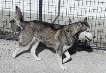 Rescue Siberian Husky Dogs for Adoption in Clay City, Kentucky - Jemma | PetCurious