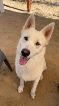 Rescue German Shepherd Dog Dogs for Adoption in Littlerock, California - Cowboy | PetCurious