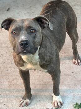 Vada -  Pit Bull Terrier Dog for Adoption - Vada | PetCurious