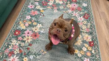 Donna Daisy Chain -  French Bulldog and Bulldog Dog for Adoption in Friendswood, Texas - Donna Daisy Chain | PetCurious