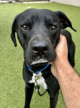 Mixed Breed Dogs Available for Adoption in Wichita, Kansas - Troy | PetCurious