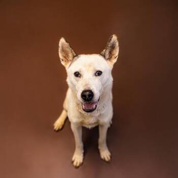 Pen 204 Ziggy -  Shepherd Dog for Adoption in Lawrenceville, Georgia - Pen 204 Ziggy | PetCurious