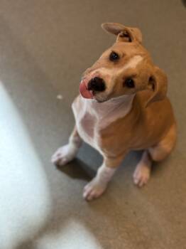 Rescue Mixed Breed Dogs for Adoption in New Orleans, Louisiana - Pikachu | PetCurious