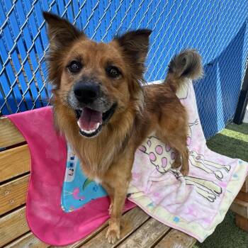 Collin -  Australian Shepherd and Border Collie Dog for Adoption in Hawthorne, California - Collin | PetCurious
