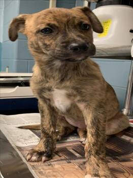 Rescue Plott Hound Dogs for Adoption in San Antonio, Texas - DELILAH | PetCurious
