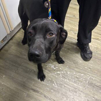 Rescue Mixed Breed Dogs for Adoption in Summerville, South Carolina - Holden | PetCurious