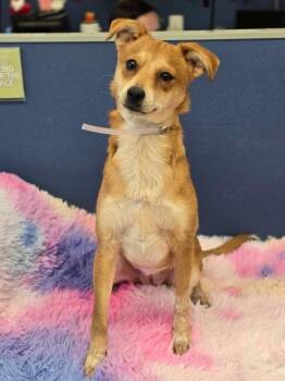 Arya -  Chihuahua and Mixed Breed Dog for Adoption in Sedalia, Colorado - Arya | PetCurious