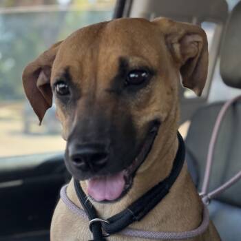 Rescue Boxer and Black Mouth Cur Dogs for Adoption in Kim, Colorado - Roxy | PetCurious