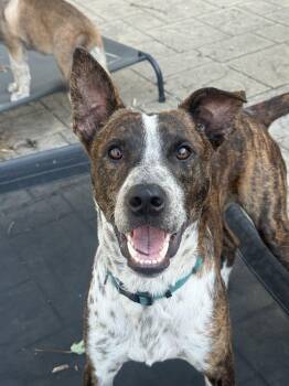 Farmer -  Australian Cattle Dog Blue Heeler Dog for Adoption in Fenton, Missouri - Farmer | PetCurious
