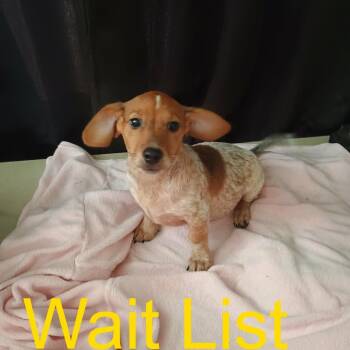 Rain -  Dachshund and Wirehaired Terrier Dog for Adoption in Livingston, Texas - Rain | PetCurious