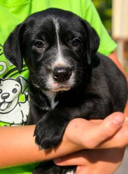 Mabel -  Labrador Retriever and Terrier Dog for Adoption in El Dorado, Arkansas - Mabel | PetCurious