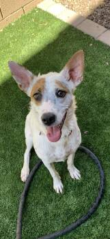 Rescue Cattle Dog Dogs for Adoption in Scottsdale, Arizona - Lena | PetCurious