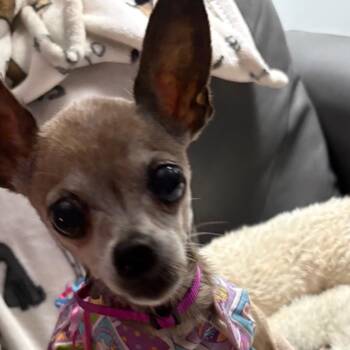 Chihuahua Dogs Available for Adoption in Gulfport, Mississippi - Tecca | PetCurious
