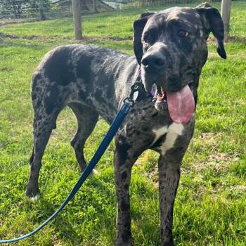 Great Dane Dogs Available for Adoption in Phoenixville, Pennsylvania - Pandora | PetCurious