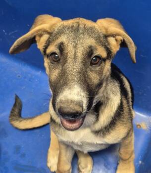Dawn - WAITING FOR HER NEW HOME -  Shepherd Dog for Adoption in Thousand Oaks, California - Dawn - WAITING FOR HER NEW HOME | PetCurious