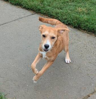 Apple Fritter -  Mixed Breed Dog for Adoption in Suffolk, Virginia - Apple Fritter | PetCurious
