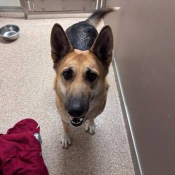 LILAC -  German Shepherd Dog and Mixed Breed Dog for Adoption in Albuquerque, New Mexico - LILAC | PetCurious