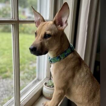 RANGER -  Feist and Mountain Cur Dog for Adoption in Latham, New York - RANGER | PetCurious