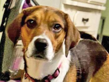 Rescue Beagle Dogs for Adoption in Fernandina Beach, Florida - DARCY | PetCurious