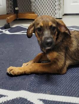Honey -  Mixed Breed Dog for Adoption in Metter, Georgia - Honey | PetCurious