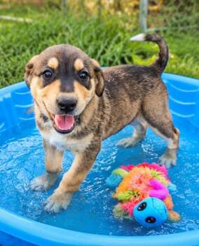 Timber -  Beagle and German Shepherd Dog Dog for Adoption in Batesville, Arkansas - Timber | PetCurious
