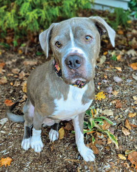 Rescue American Bulldog Dogs for Adoption in Westminster, Massachusetts - Dallas | PetCurious