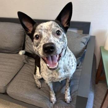 Little Danny -  Mixed Breed Dog for Adoption in Lansing, Michigan - Little Danny | PetCurious