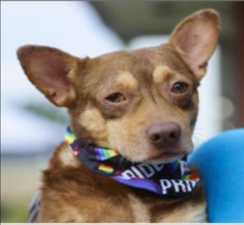 Freddie -  Chiweenie Dog for Adoption in Williston, Vermont - Freddie | PetCurious