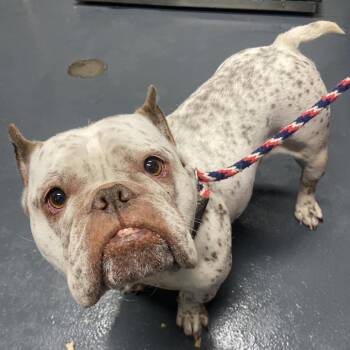 Mixed Breed Dogs Available for Adoption in Allentown, Pennsylvania - Sprinkles | PetCurious