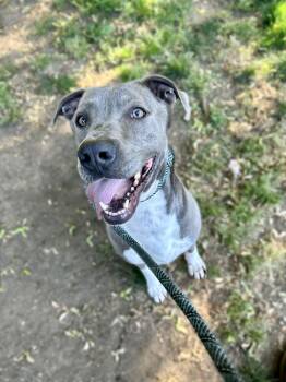 Rescue American Staffordshire Terrier Dogs for Adoption in Santa Monica, California - Aspen | PetCurious