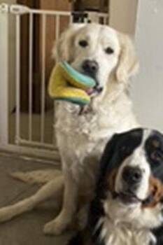 Lady -  Golden Retriever Dog for Adoption in Cleveland, Ohio - Lady | PetCurious