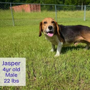 Jasper -  Beagle and Mixed Breed Dog for Adoption in Griswold, Connecticut - Jasper | PetCurious