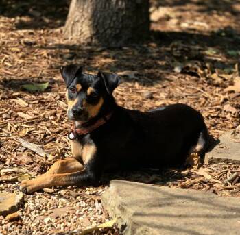 Windy -  Terrier and Miniature Pinscher Dog for Adoption in Valley Park, Oklahoma - Windy | PetCurious