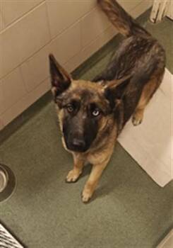 Mixed Breed Dogs Available for Adoption - A174258 | PetCurious