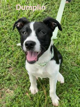 Rescue Pit Bull Terrier and Terrier Dogs for Adoption in Madisonville, Louisiana - DUMPLIN | PetCurious