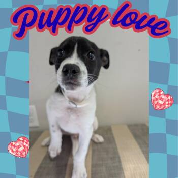 Australian Cattle Dog Blue Heeler Dogs Available for Adoption - Phil | PetCurious