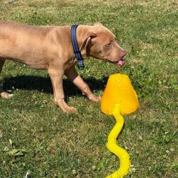 Pugsley -  Pit Bull Terrier and Mixed Breed Dog for Adoption in Alma, Wisconsin - Pugsley | PetCurious