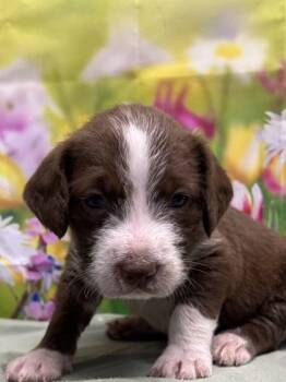 Standard Poodle and American Staffordshire Terrier Dogs Available for Adoption - Cowboy | PetCurious