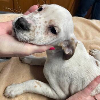 Hound Dogs Available for Adoption - Duchess | PetCurious