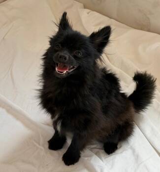 Pomeranian and Husky Dogs Available for Adoption in Columbia, Illinois - Koal | PetCurious