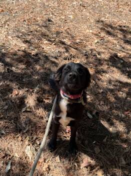 Rescue Labrador Retriever Dogs for Adoption in Smyrna, Georgia - Anna | PetCurious